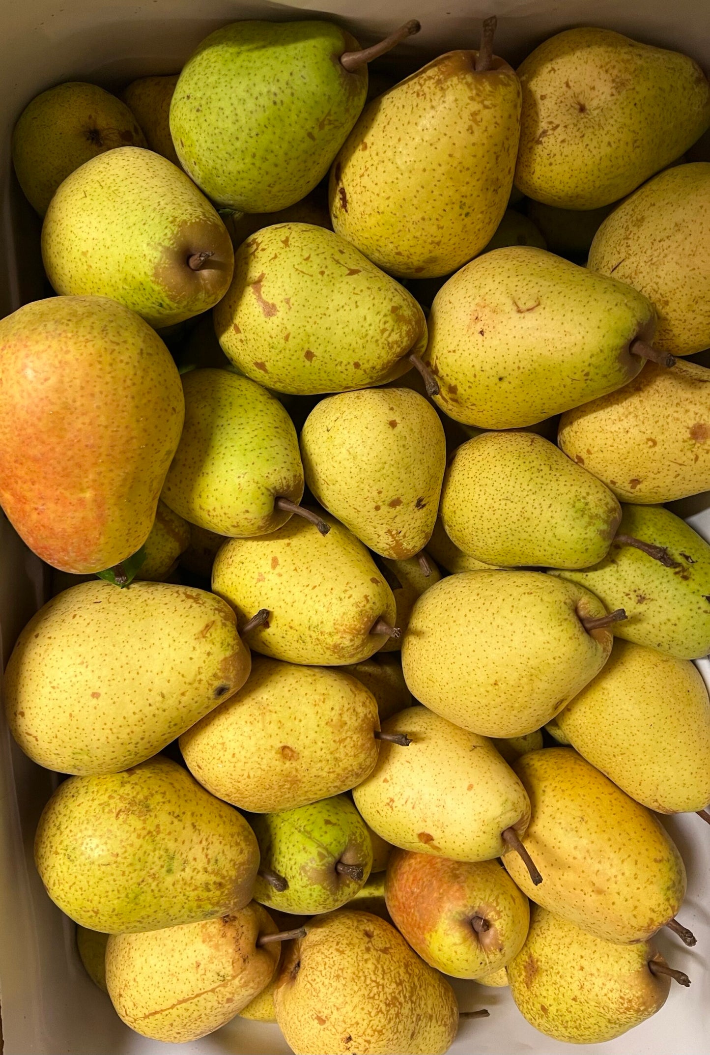Gruszka Lukasówka
