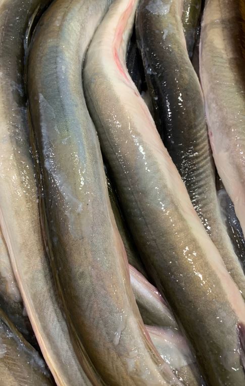 Węgorz Europejski